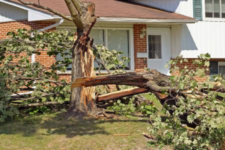 Three ways rotten trees harm your yard