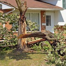 Three Ways Rotten Trees Harm Your Yard Thumbnail