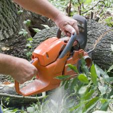 When Should You Choose Stump Removal Over Stump Grinding? Thumbnail