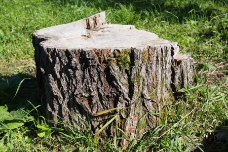 Whats the difference between stump grinding and stump removal