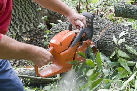 When should you choose stump removal over stump grinding