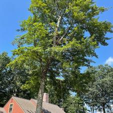 Tree Removal in Marlborough, MA Image
