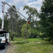 Tree Removal in Framingham, MA 1