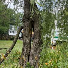 Tree Removal in Framingham, MA 3