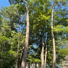 Tree Removal in Groton, MA Thumbnail