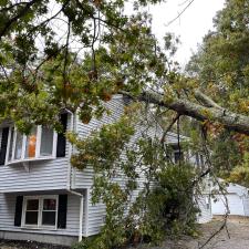 Tree Removal in Mansfield, MA 1