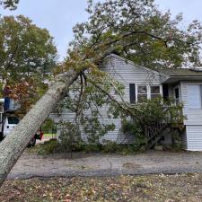 Tree Removal in Mansfield, MA 2