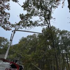 Tree Removal in Mansfield, MA 3