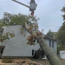 Tree Removal in Mansfield, MA 4