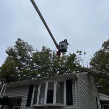 Tree Removal in Mansfield, MA 5