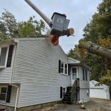 Tree Removal in Mansfield, MA 6