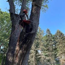 tree-removal-service-in-framingham-ma 0