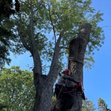 tree-removal-service-in-framingham-ma 1