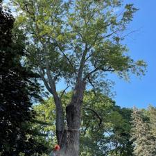 tree-removal-service-in-framingham-ma 2