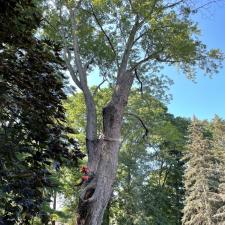 tree-removal-service-in-framingham-ma 3