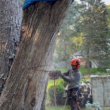 tree-removal-service-in-framingham-ma 4