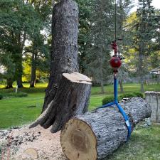 tree-removal-service-in-framingham-ma 5