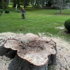 tree-removal-service-in-framingham-ma 6