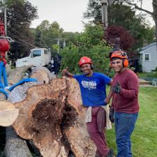 Tree Removal Service In Framingham, MA Image
