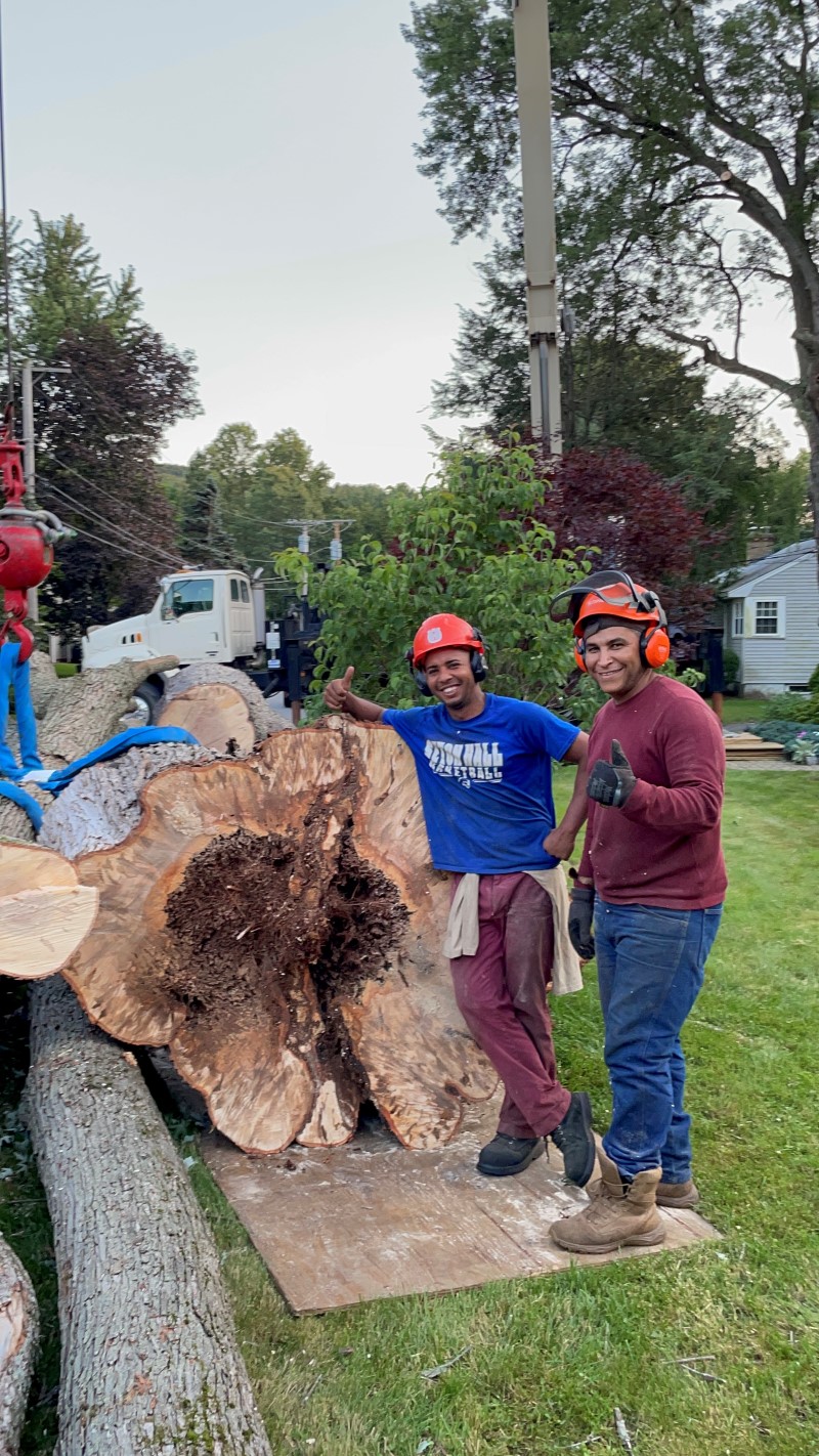 Tree removal service in framingham ma