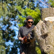 Tree removal