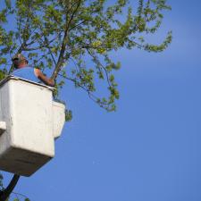 Tree trimming