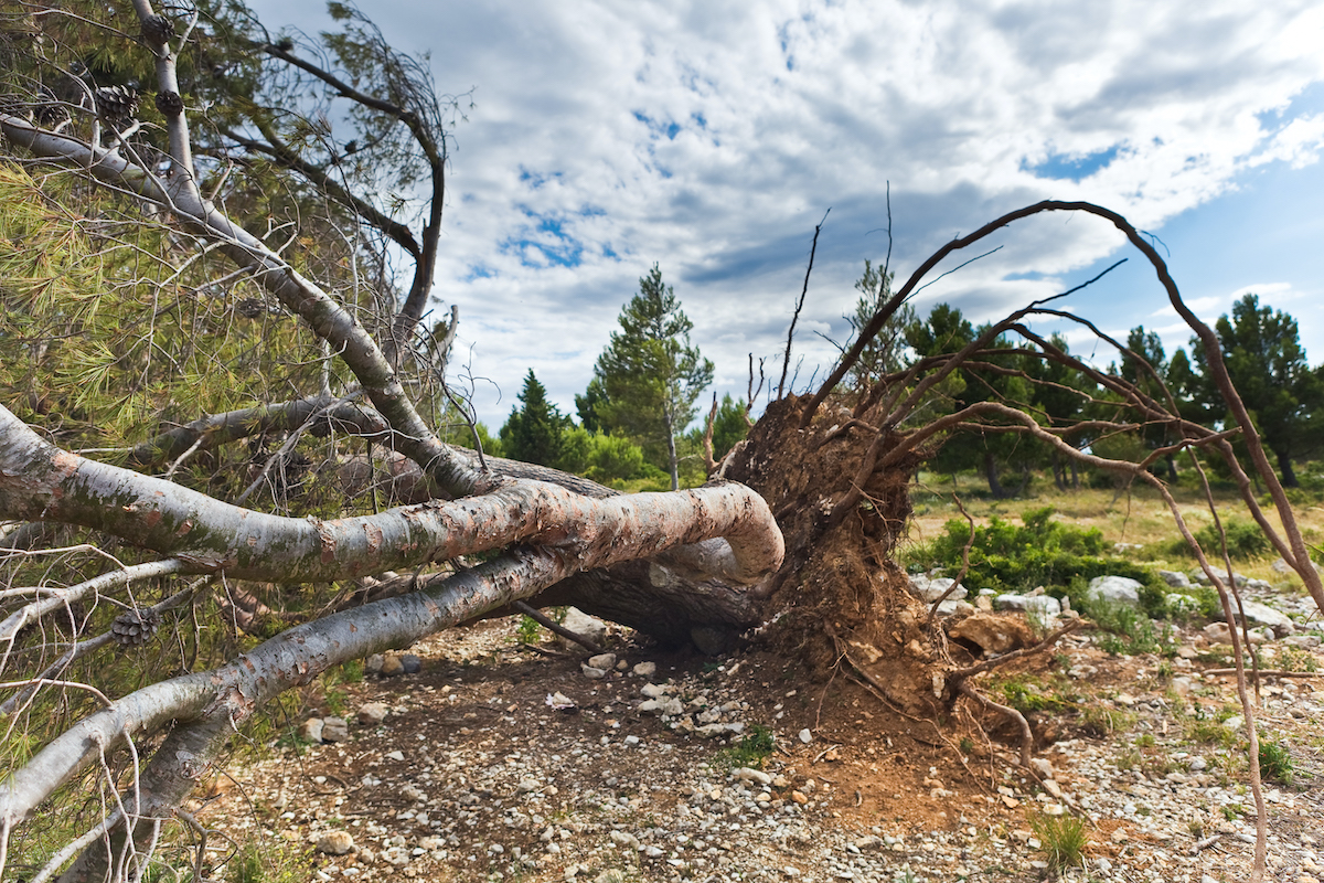 Tree removal emergency