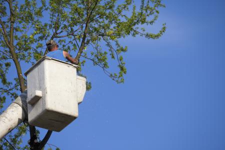 Tree trimming